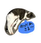 トムの気ままスタンプ（個別スタンプ：1）