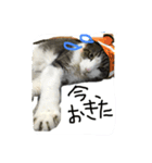トムの気ままスタンプ（個別スタンプ：4）