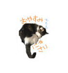 トムの気ままスタンプ（個別スタンプ：5）
