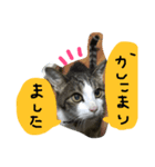 トムの気ままスタンプ（個別スタンプ：6）
