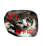 イケメンハチワレねこ、はっちくん（個別スタンプ：1）