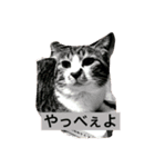 イケメンハチワレねこ、はっちくん（個別スタンプ：2）