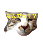 イケメンハチワレねこ、はっちくん（個別スタンプ：4）