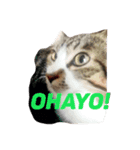 イケメンハチワレねこ、はっちくん（個別スタンプ：6）