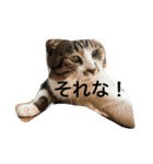 イケメンハチワレねこ、はっちくん（個別スタンプ：7）