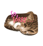イケメンハチワレねこ、はっちくん（個別スタンプ：8）