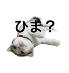 のんちゃんの1日（個別スタンプ：1）