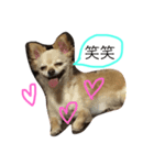 犬の日々（個別スタンプ：4）