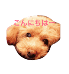 トイプードル モコのスタンプ（個別スタンプ：2）