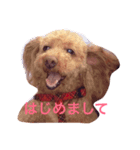 トイプードル モコのスタンプ（個別スタンプ：5）