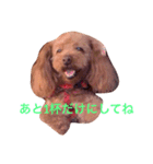 トイプードル モコのスタンプ（個別スタンプ：6）