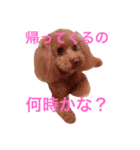 トイプードル モコのスタンプ（個別スタンプ：8）