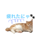 ねこのぷっぷ！（個別スタンプ：1）