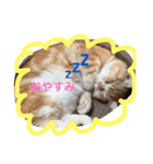 ねこのぷっぷ！（個別スタンプ：2）