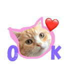 ねこのぷっぷ！（個別スタンプ：3）