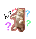 ねこのぷっぷ！（個別スタンプ：5）