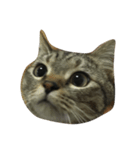 うちの猫さま（個別スタンプ：1）