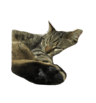 うちの猫さま（個別スタンプ：2）
