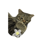 うちの猫さま（個別スタンプ：3）