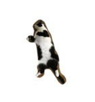 うちの猫さま（個別スタンプ：5）