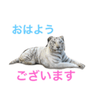 挨拶アニマル（個別スタンプ：1）