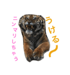 挨拶アニマル（個別スタンプ：5）
