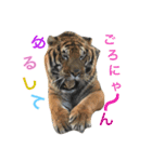 挨拶アニマル（個別スタンプ：7）
