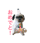 シーズーのめろん（個別スタンプ：2）