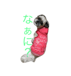 シーズーのめろん（個別スタンプ：3）
