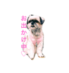シーズーのめろん（個別スタンプ：8）