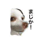 ふぅと愉快な仲間たち（個別スタンプ：15）