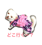 ふぅと愉快な仲間たち（個別スタンプ：16）