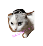 おもちねこおもちさん（個別スタンプ：1）