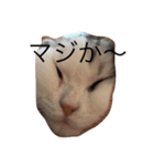 おもちねこおもちさん（個別スタンプ：6）