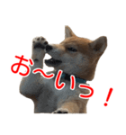 柴犬 はち 幼い頃のつぶやき 4（個別スタンプ：1）