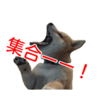 柴犬 はち 幼い頃のつぶやき 4（個別スタンプ：2）
