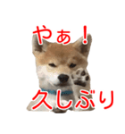 柴犬 はち 幼い頃のつぶやき 4（個別スタンプ：3）