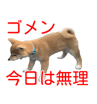 柴犬 はち 幼い頃のつぶやき 4（個別スタンプ：4）