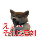 柴犬 はち 幼い頃のつぶやき 4（個別スタンプ：5）