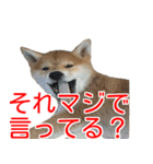 柴犬 はち 幼い頃のつぶやき 4（個別スタンプ：6）