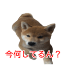柴犬 はち 幼い頃のつぶやき 4（個別スタンプ：7）