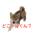 柴犬 はち 幼い頃のつぶやき 4（個別スタンプ：8）