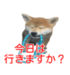 柴犬 はち 幼い頃のつぶやき 4（個別スタンプ：9）