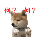 柴犬 はち 幼い頃のつぶやき 4（個別スタンプ：10）