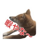 柴犬 はち 幼い頃のつぶやき 4（個別スタンプ：11）