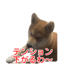 柴犬 はち 幼い頃のつぶやき 4（個別スタンプ：12）