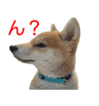 柴犬 はち 幼い頃のつぶやき 4（個別スタンプ：13）