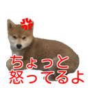 柴犬 はち 幼い頃のつぶやき 4（個別スタンプ：14）