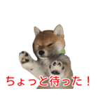 柴犬 はち 幼い頃のつぶやき 4（個別スタンプ：15）