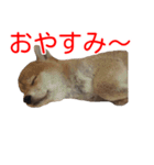 柴犬 はち 幼い頃のつぶやき 4（個別スタンプ：16）
